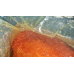 Ікра горбуші Trident Seafoods Америка Аляска